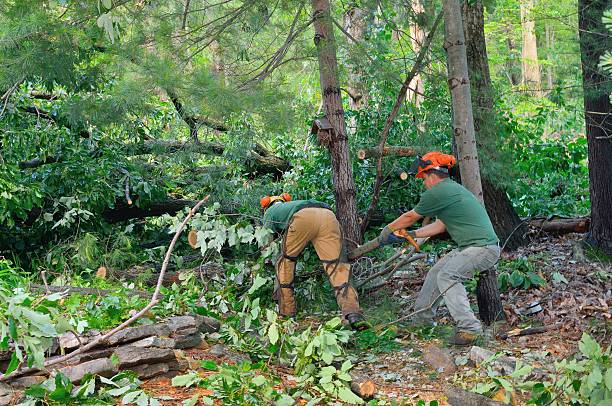 Best Stump Grinding and Removal  in USA